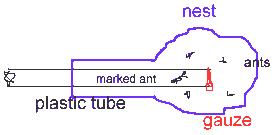 direkt ins nest -- directly into the nest