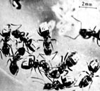  numerierte ameisen -- numbered ants