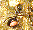 paint marked ant