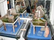 new foraging areas with water ponds new foraging areas with water ponds